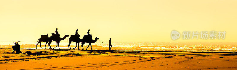 摩洛哥埃绍伊拉的《海滩上的骆驼》