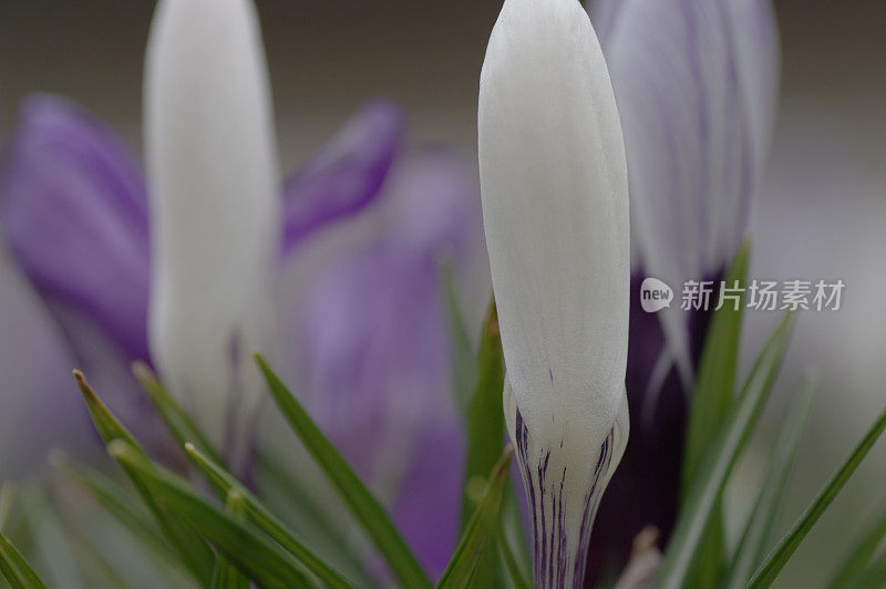 新鲜的紫番红花