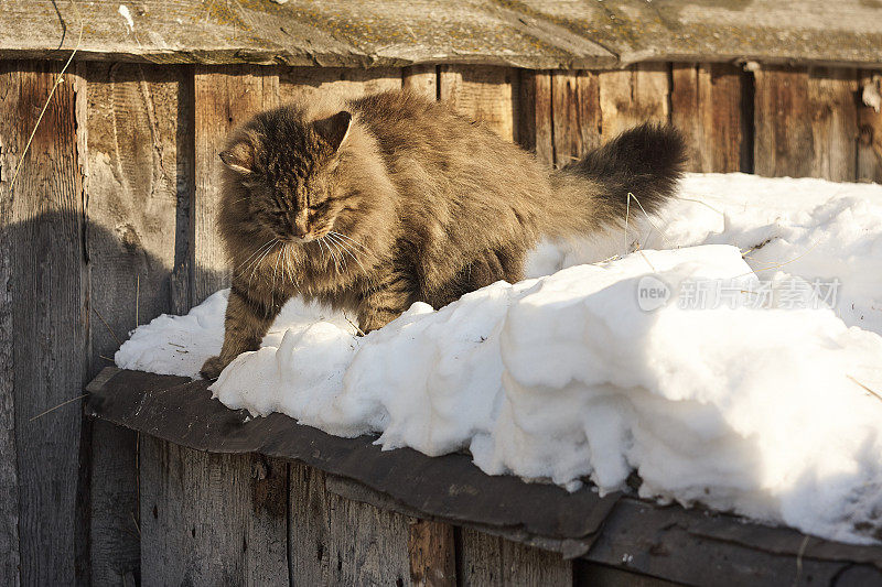 西伯利亚猫要在雪上跳了