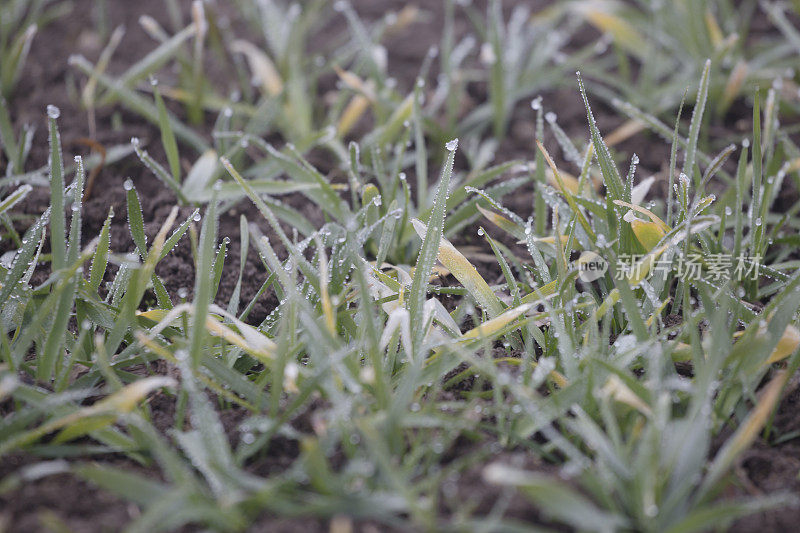 在寒冷的冬天的早晨，绿色的草叶上凝结的露珠