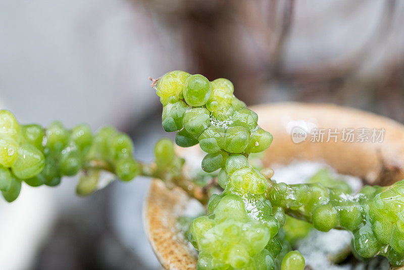 冻雨后盆栽肉质植物