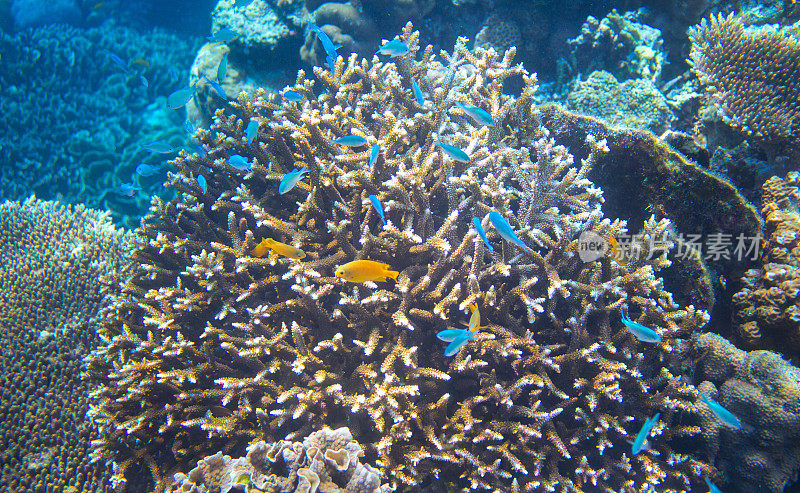 珊瑚中的黄色和蓝色热带鱼。水下风景照片。