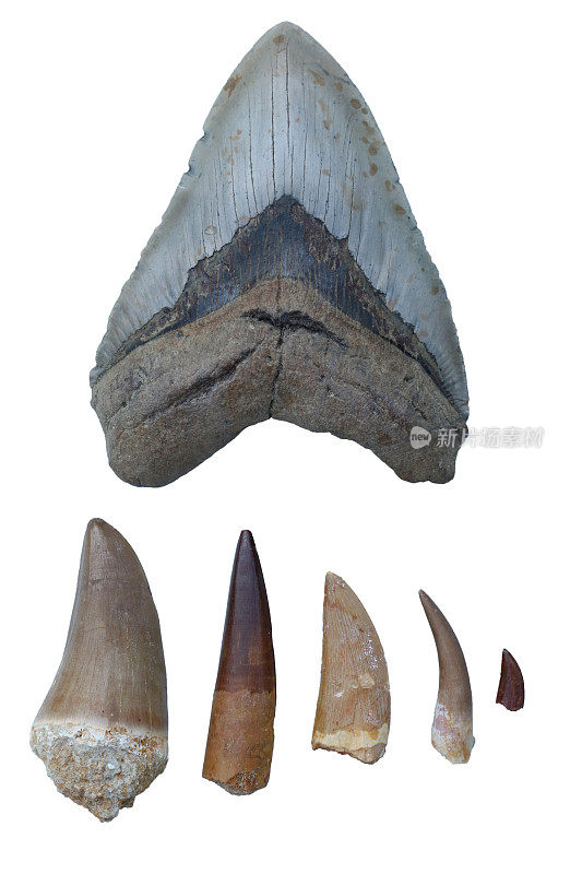 恐龙化石-巨齿鲨齿，沧龙齿，棘龙齿，雷克斯暴龙爪，蛇颈龙齿，迅猛龙爪