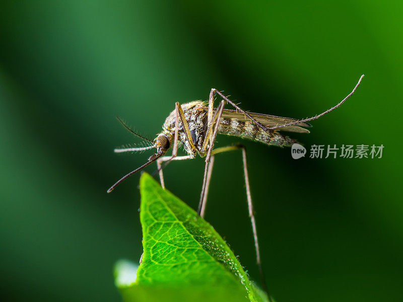 黄热病，疟疾或寨卡病毒感染-蚊类昆虫在叶子上