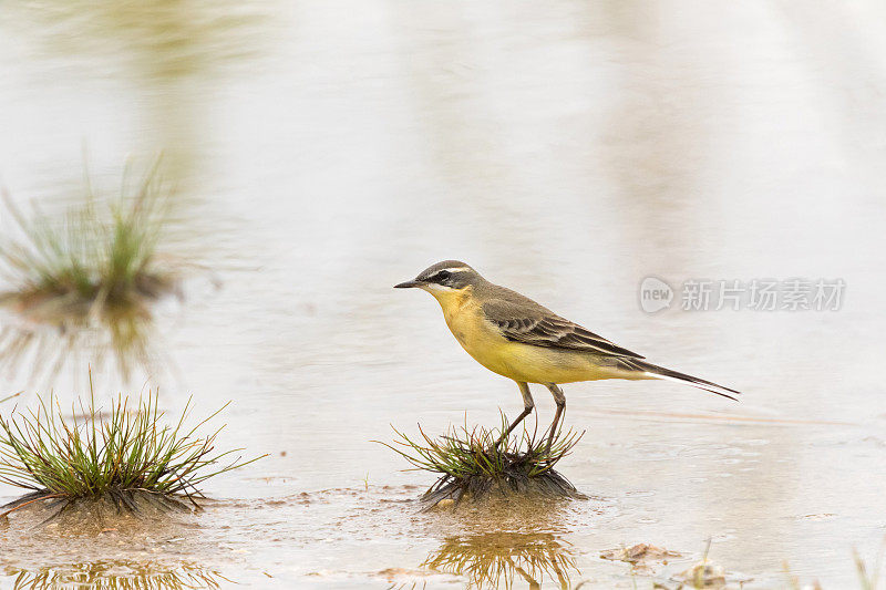 东部黄鹡钩，小型雀形目鸟类，黄色站立在湿地上
