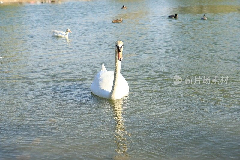 美丽的白天鹅鸭漂浮在湖面上