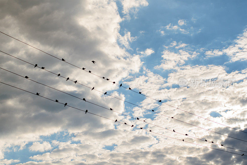 一群鸟坐在电线上，映衬着美丽的天空