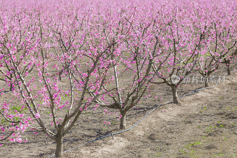 西班牙加泰罗尼亚莱伊达的爱托纳桃树在春天开花