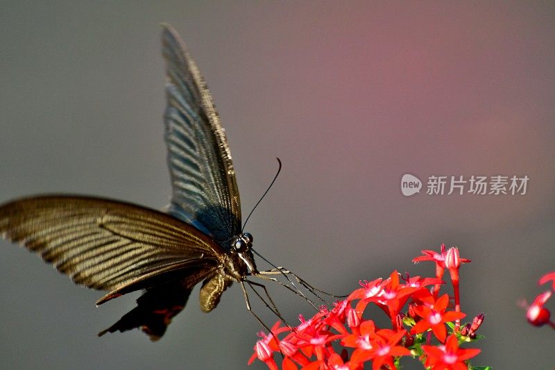 杉木花与蝴蝶