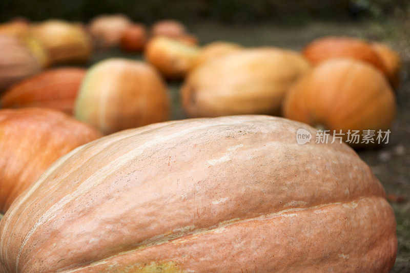 在加拿大魁北克，不完美的南瓜正在出售和用于烹饪。