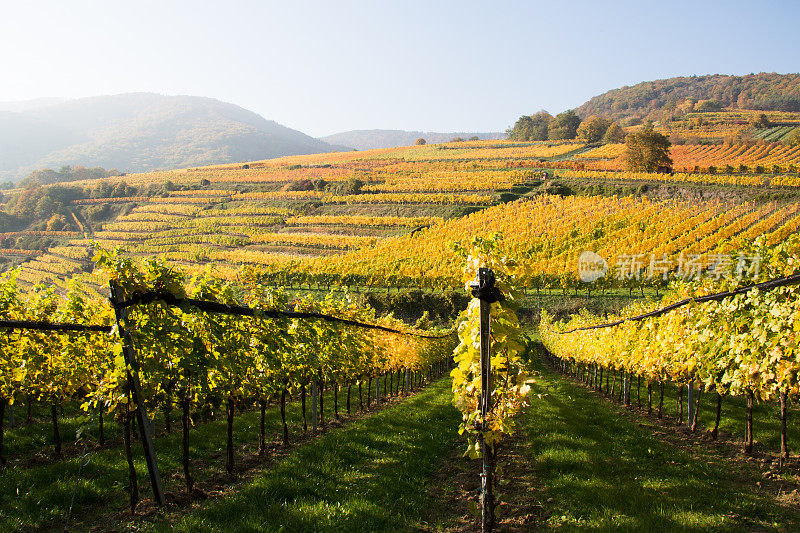 多瑙河边上的瓦霍在金色的秋天种葡萄