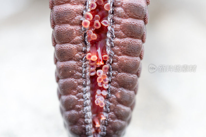 管足是棘皮动物口腔表面的小的活跃的管状突出物，无论是海星的手臂。