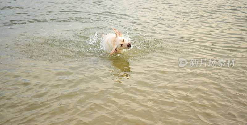 康沃尔海滩上的拉布拉多寻回犬
