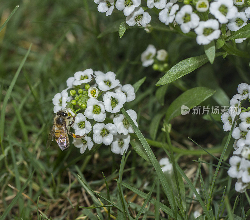 蜜蜂在爱丽丝花上，