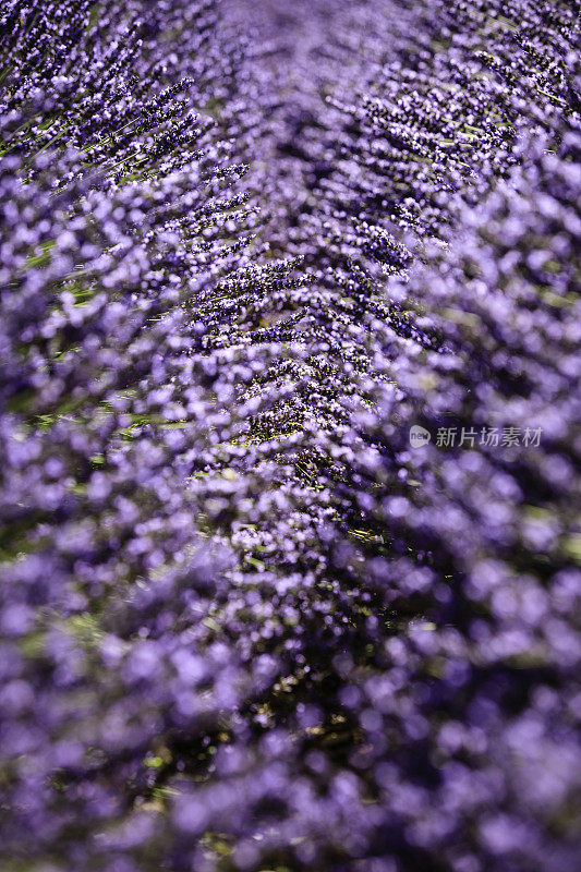 薰衣草花田