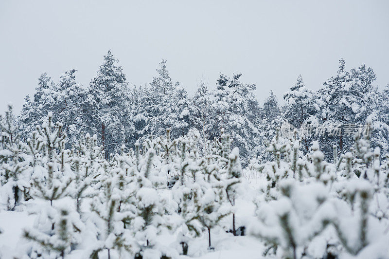 奇妙的冬日森林里白雪覆盖的大树户外拍摄