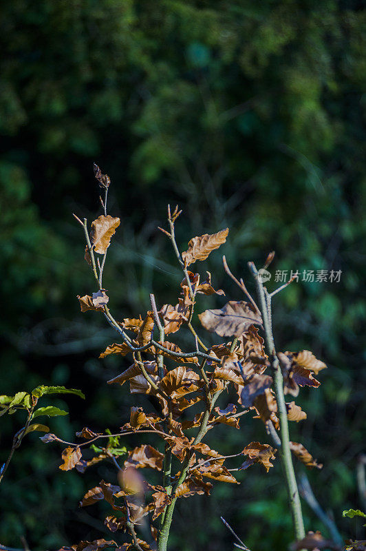 一般的秋天风景如画的森林林地，森林树木的叶子颜色