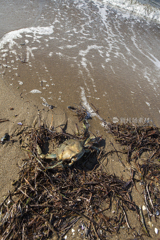 什么将大海抛向大海