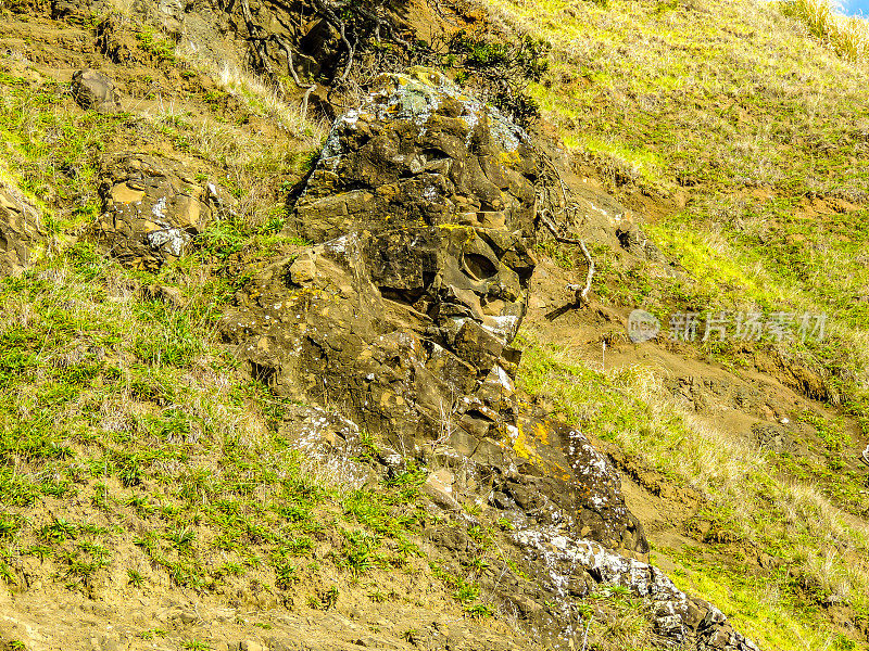 面朝岩石，山羊岛，新西兰
