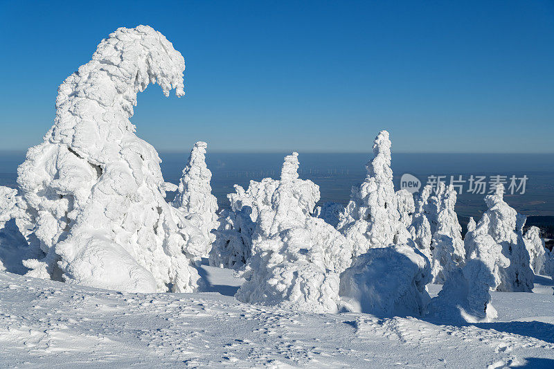 在哈尔茨地区的布罗肯山，阳光下覆盖着白雪皑皑的树木