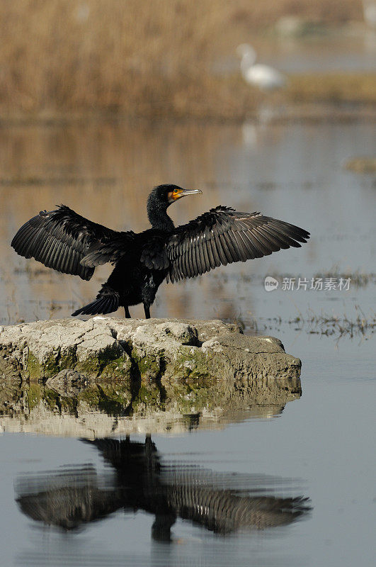 鸬鹚(Phalacrocorax碳水化合物)