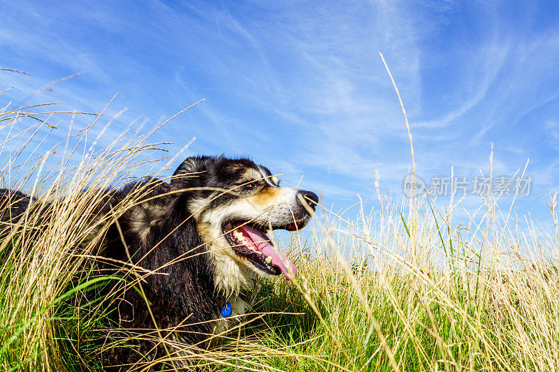 边境牧羊犬躺在长满草的岬角上