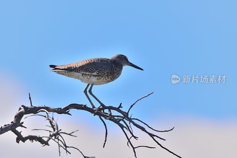 四肢上的Willet