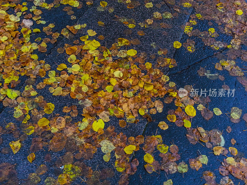 秋色湿了街道上的树叶。