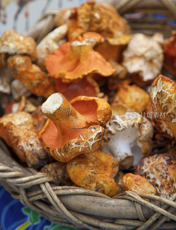 农贸市场的龙虾蘑菇