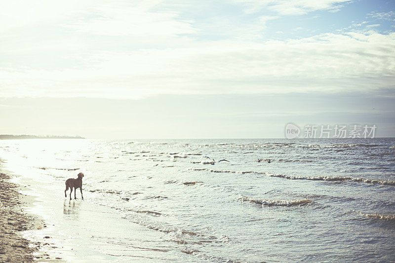 海滩上的罗得西亚脊背犬