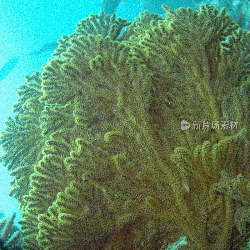 加拉帕戈斯群岛珊瑚礁