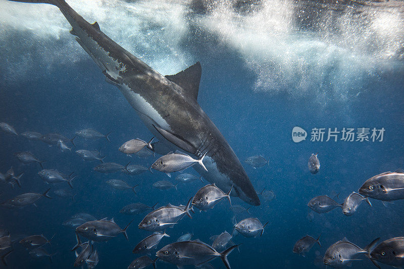 鲨鱼潜水