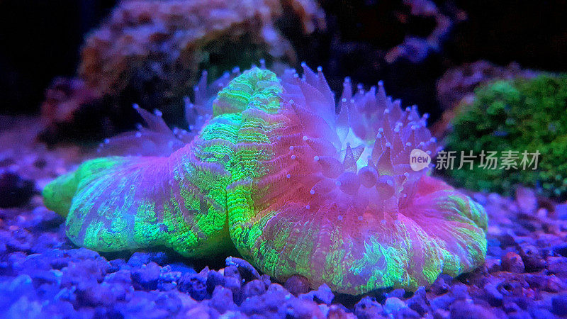 开脑脂贴珊瑚