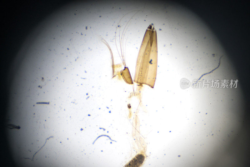 显微镜下的蚊子幼虫W.M.