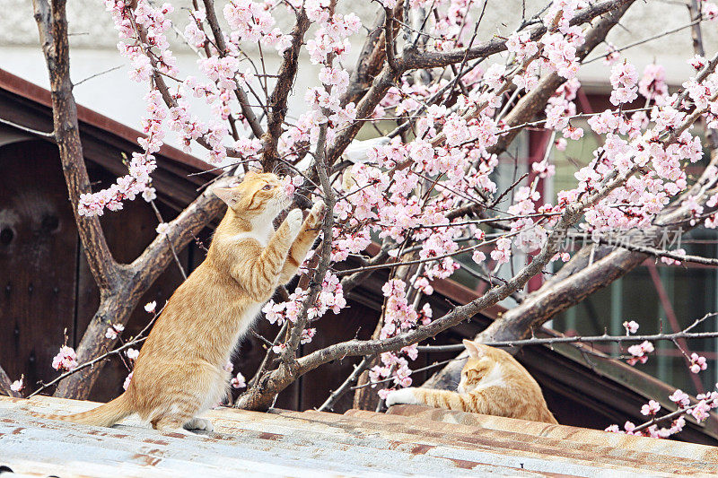 两只猫在屋顶上玩