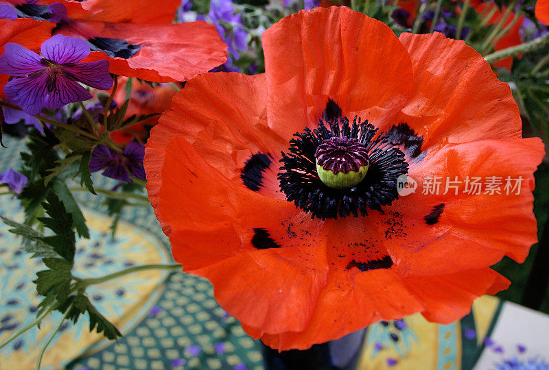 大而独特的花朵