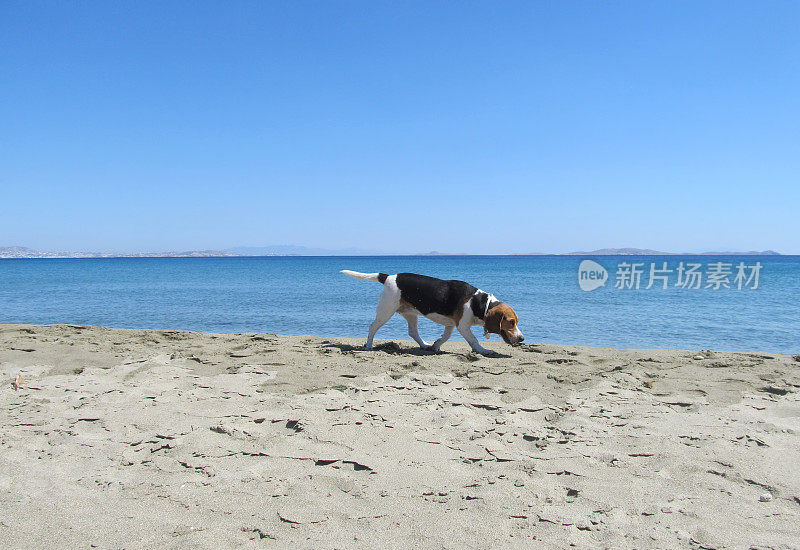 海边的小猎犬