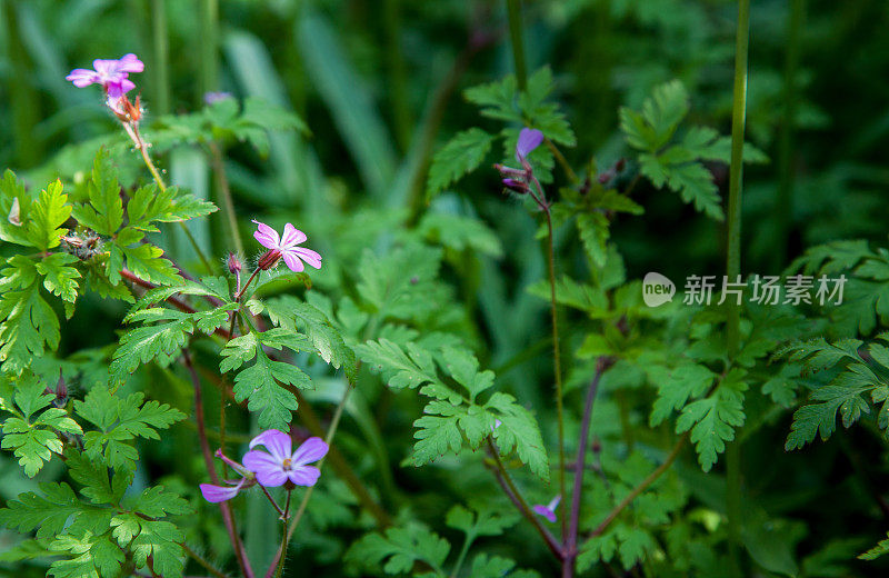 香草罗伯特-天竺葵-花在阳光明媚的春天在花园里