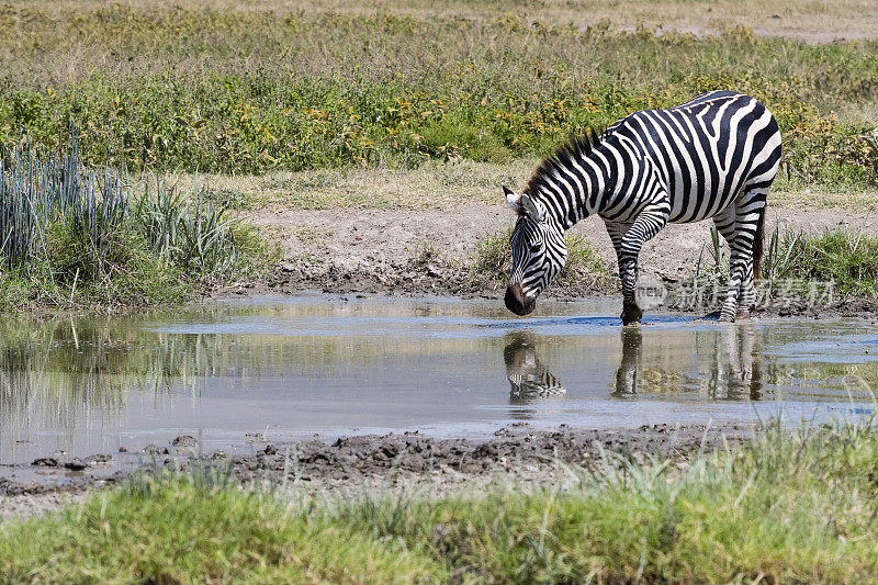 斑马在非洲喝水