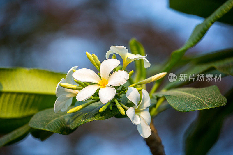 缅甸:鸡蛋花花