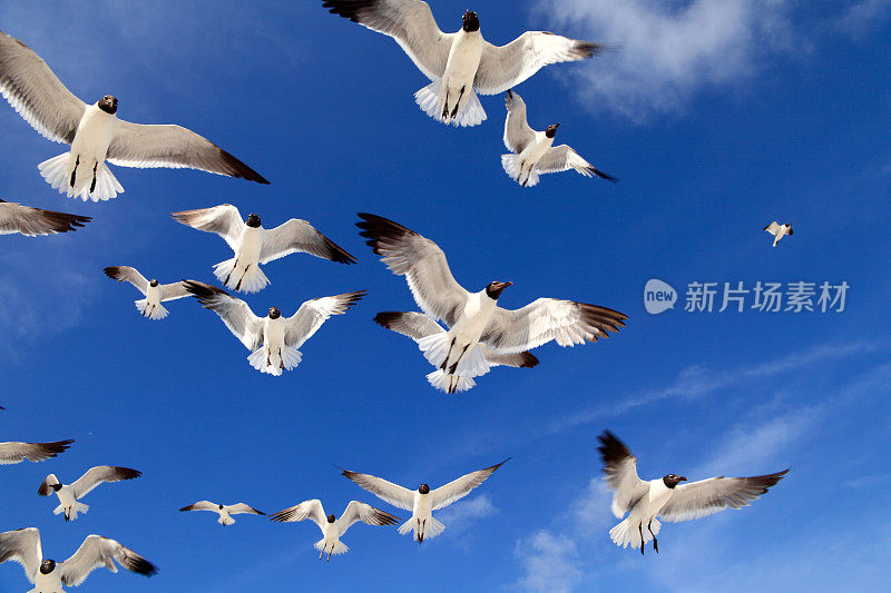近距离观察一群海鸥飞过湛蓝晴朗的天空
