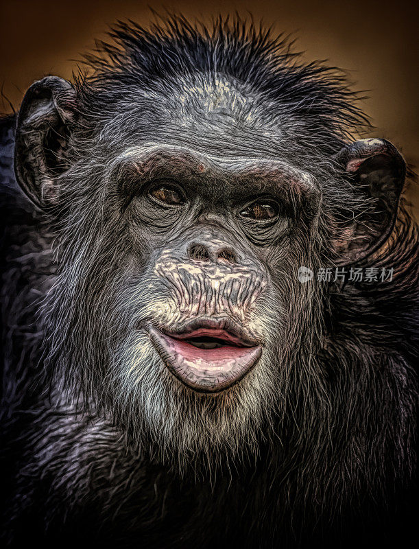 一个有趣的黑猩猩的近景