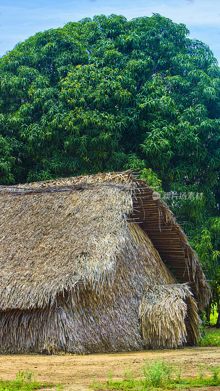 亚马逊地区典型的土著住宅