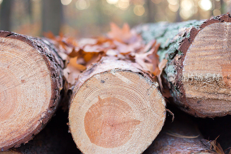 森林中砍伐的树木用于木材工业