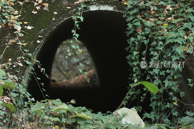 森林倒影在河水上