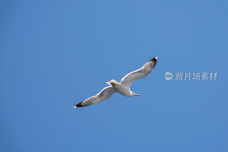 一只海鸥在蓝天上飞翔