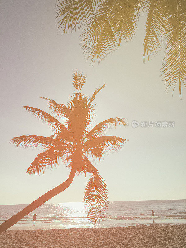 阳光明媚的海边椰子树