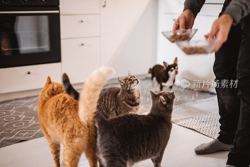 猫和狗在厨房觅食