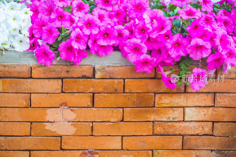 靠近美丽的粉红色矮牵牛花与橙色砖墙背景和文本复制空间。矮牵牛花是我们最受欢迎的夏季床上植物之一，在整个夏天开花。