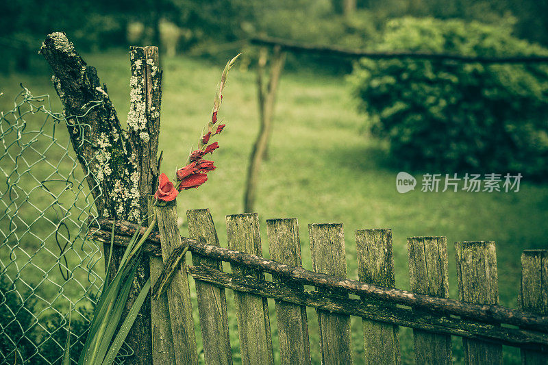 花，木栅栏的背景